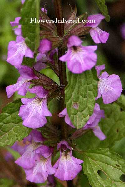 Flora of Israel online, Native Plants, Palestine