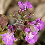 Stachys neurocalycina, Israel, wild purple flowers