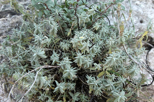 Stachys palaestina, Palestine woundwort, البطنج الفلسطيني ,אשבל ארץ-ישראלי