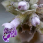 Stachys palaestina, Palestine woundwort, אשבל ארץ-ישראלי, Israel Pink Flowers, wildflowers