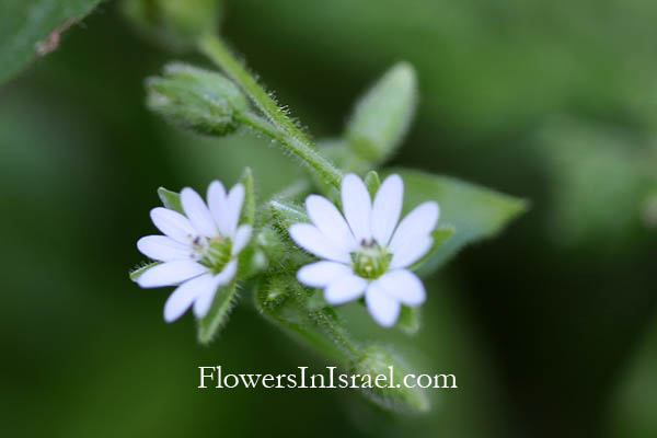 Israel Flowers, Nature, Travel