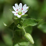 Stellaria cupaniana, Israel, Flowers, Pictures