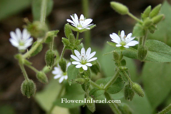 Stellaria media, Alsine media, Stellaria Apetala, Common Chickweed, כוכבית מצויה, حشيشة القزاز