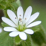 Stellaria media, Israel, native wildflowers