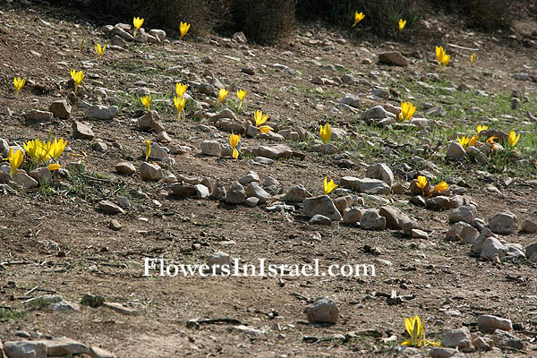 Sternbergia clusiana, Sternbergia spaffordiana, Sternbergia, Autumn Crocus, Autumn Daffodil, חלמונית גדולה