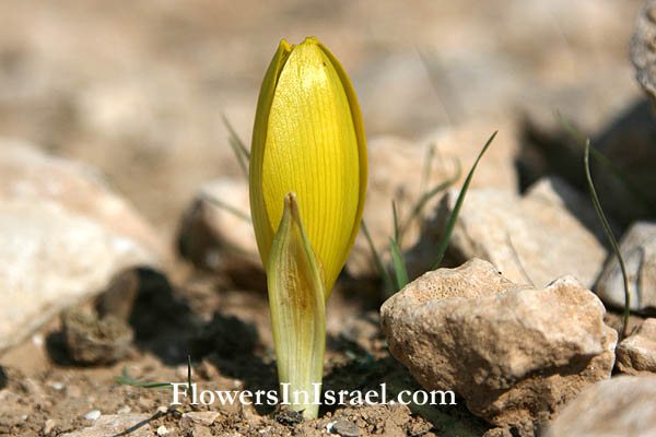 Sternbergia clusiana, Sternbergia spaffordiana, Sternbergia, Autumn Crocus, Autumn Daffodil, قعفور ,חלמונית גדולה