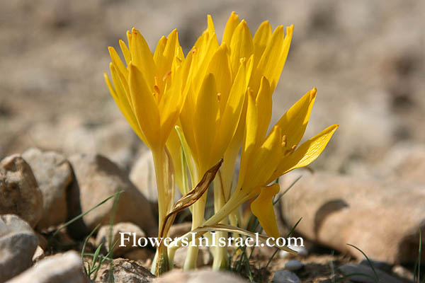 Sternbergia clusiana, Sternbergia spaffordiana, Sternbergia, Autumn Crocus, Autumn Daffodil, قعفور ,חלמונית 