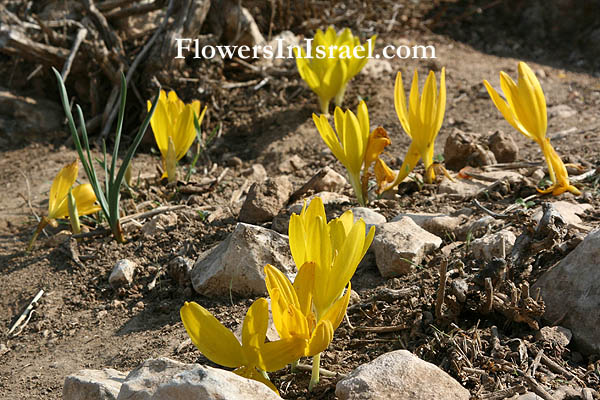 Sternbergia clusiana, Sternbergia spaffordiana, Sternbergia, Autumn Crocus, Autumn Daffodil, חלמונית גדולה ,قعفور