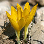 Sternbergia clusiana, Israel, Flowers, Pictures