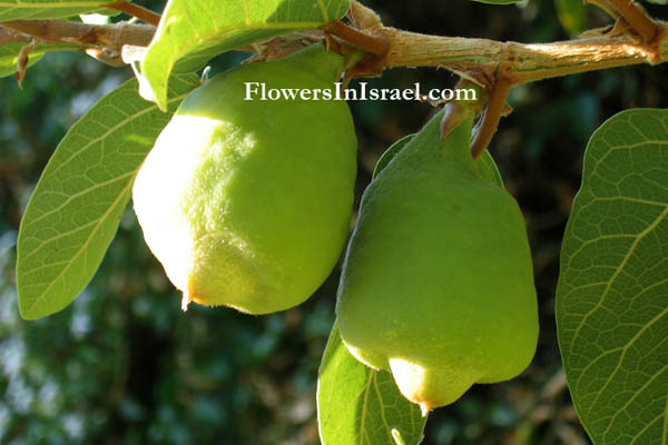 Styrax officinalis, Official Storax, לבנה רפואי