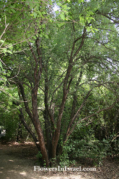 Styrax officinalis, Official Storax, לבנה רפואי