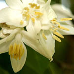 Styrax officinalis, Israel, Cream colored flowers