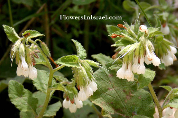 Israel native plants