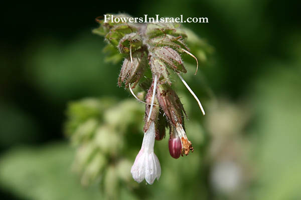 Flora of Israel online, Native plants, Palestine