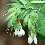 Symphytum brachycalyx, Israel, Light Blue Flowers