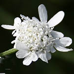 Synelcosciadium carmeli, Israel, Flowers, Pictures