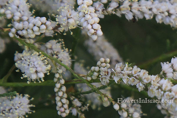 Native plants of Israel, Botany, Palestine, Nature