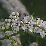 Tamarix jordanis, Flowers, Israel, flora