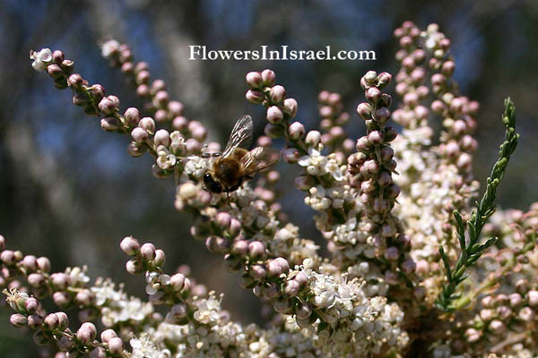 Tamarix nilotica, Nile tamarisk, Nile tamarisk, אשל היאור ,لبع/هفرط 