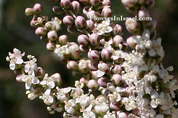 Tamarix nilotica, Nile tamarisk, Nile tamarisk, אשל היאור ,لبع/هفرط 