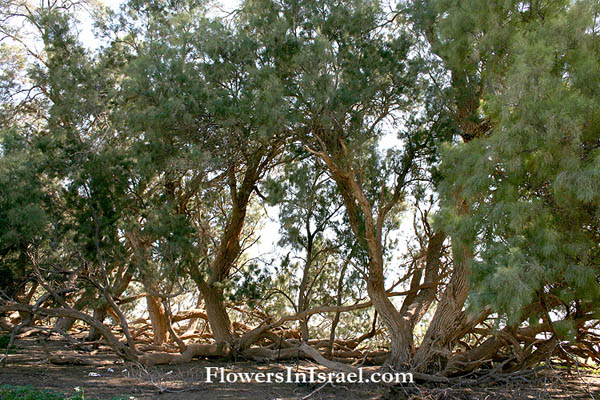 Flora of Israel online, Native plants, Palestine
