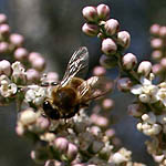 Tamarix nilotica, Flowers, Israel, flora