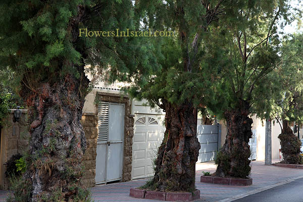 Trees of Israel, Native plants