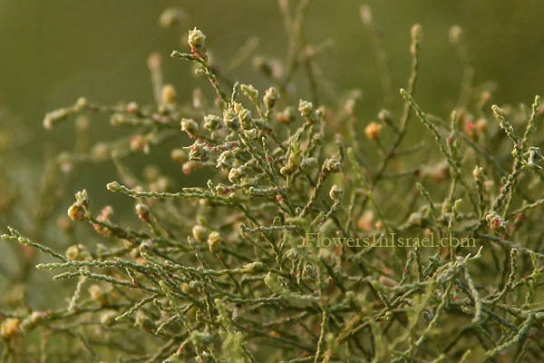 Tamarix parviflora,Saltcedar, Smallflower tamarisk, אשל קטן פרחים 