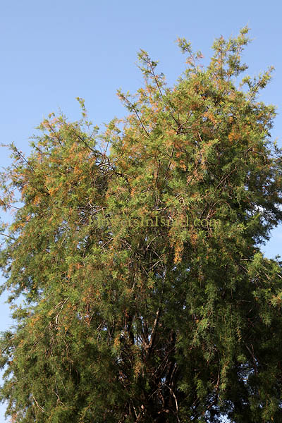 Trees of Israel