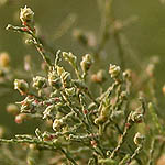 Tamarix parviflora, Flowers, Israel, flora