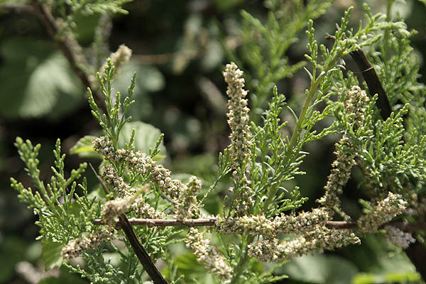 Tamarix tetragyna, Four-stamen tamarisk, Saltcedar, אשל מרובע , أثل رباعي الأخبية