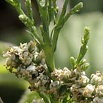 Tamarix tetragyna, Four-stamen tamarisk, Saltcedar, Hebrew: אשל מרובע, Arabic: أثل رباعي الأخبية   