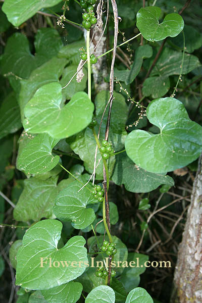 Flora, Israel, flowers, native plants. Plant family