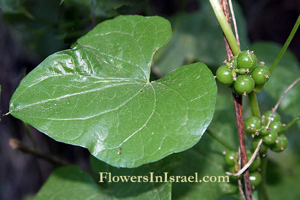 Tamus orientalis, Dioscorea orientalis, Black bryony, Lady's-seal, טמוס מזרחי 