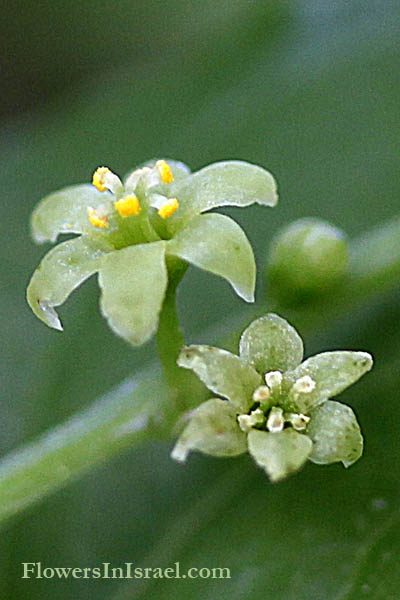 Native plants of Israel