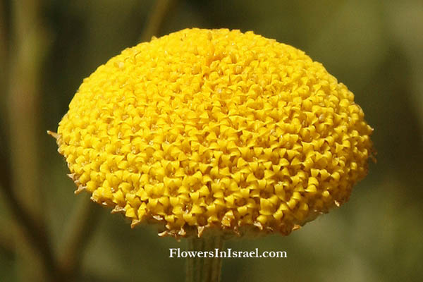 Flora, Israel, flowers, native plants. Plant family