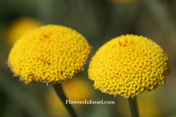 Tanacetum aucheri, Dusty Miller, Feverfew, Tansy, تناستوم أوشيه,בן-חרצית דק-עלה