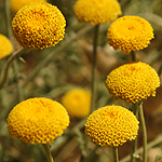 Tanacetum aucheri, Israel Yellow wildflowers