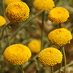 Tanacetum aucheri, Flowers, Israel, flora