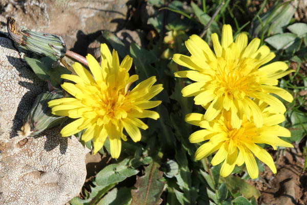 Odem forest, Taraxacum cyprium, Taraxacum megalorrhizon, Cyprus dandelion, שינן עבה-שורש ,שינן עב-שורש