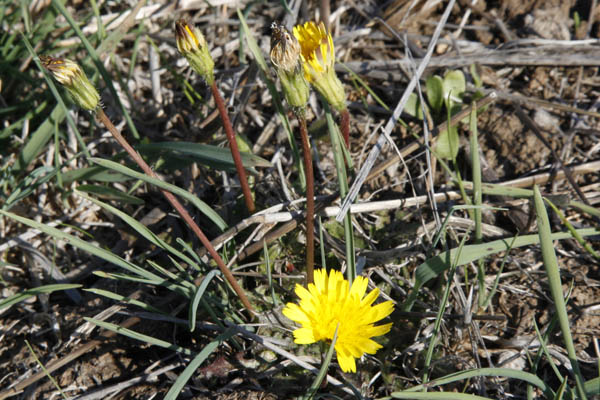 Odem forest, Taraxacum cyprium, Taraxacum megalorrhizon, Cyprus dandelion, שינן עבה-שורש ,שינן עב-שורש