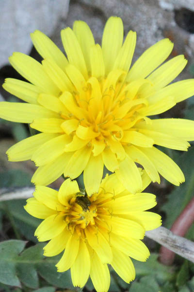 Golan Heights, Odem forest, Taraxacum cyprium, Taraxacum megalorrhizon, Cyprus dandelion, שינן עבה-שורש ,שינן עב-שורש