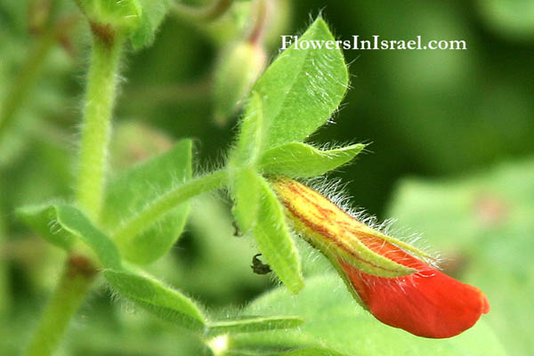 Flora, Israel, flowers, native plants. Plant family