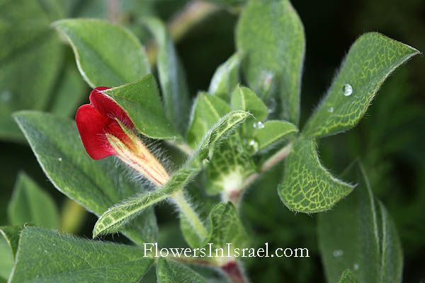 Tetragonolobus palaestinus, Lotus palaestinus,Four-winged pea, سيسعة، جلثون، سيبعة ,ארבע-כנפות מצויות