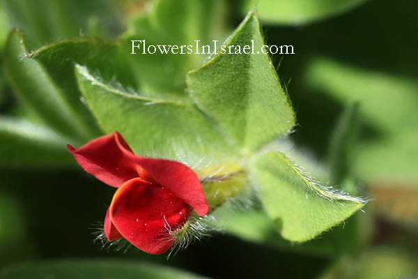 Tetragonolobus palaestinus, Lotus palaestinus,Four-winged pea, سيسعة، جلثون، سيبعة ,ארבע-כנפות מצויות