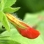 Tetragonolobus palaestinus, Israel, Red flowers