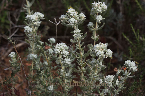 Teucrium capitatum, Teucrium polium, Cat-thyme Germander, Felty Germander, Erva Snata, געדה מצויה,الجعدة الرأسية  