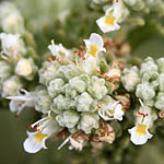 Teucrium capitatum, Israel Yellow wildflowers