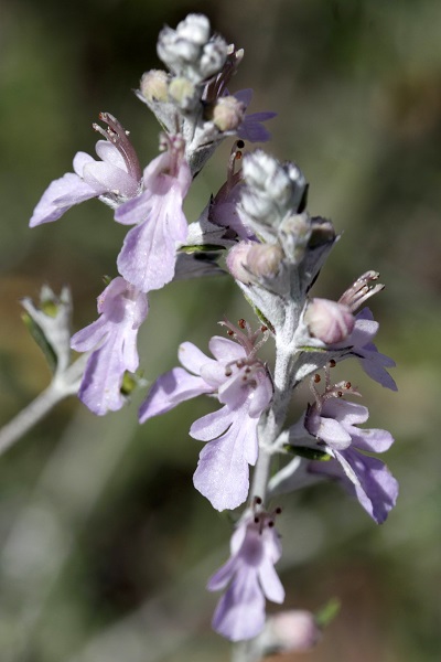 Teucrium creticum, Chamaedrys cretica, Teucrium charamoniense, Teucrium hyssopifolium, Teucrium rosmarinifolium, געדה כרתית, الجعدة الكريتية