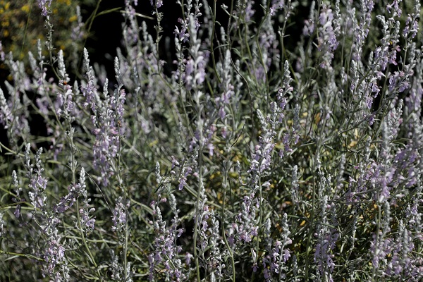 Teucrium creticum, Chamaedrys cretica, Teucrium charamoniense, Teucrium hyssopifolium, Teucrium rosmarinifolium, געדה כרתית,  الجعدة الكريتية